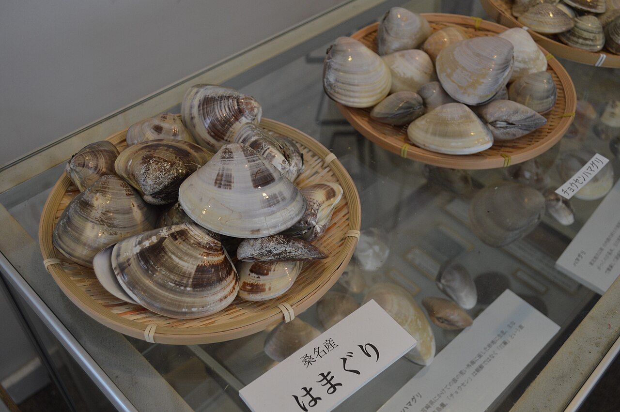 桑名市城東地区複合施設はまぐりプラザの館内貝類標本展示