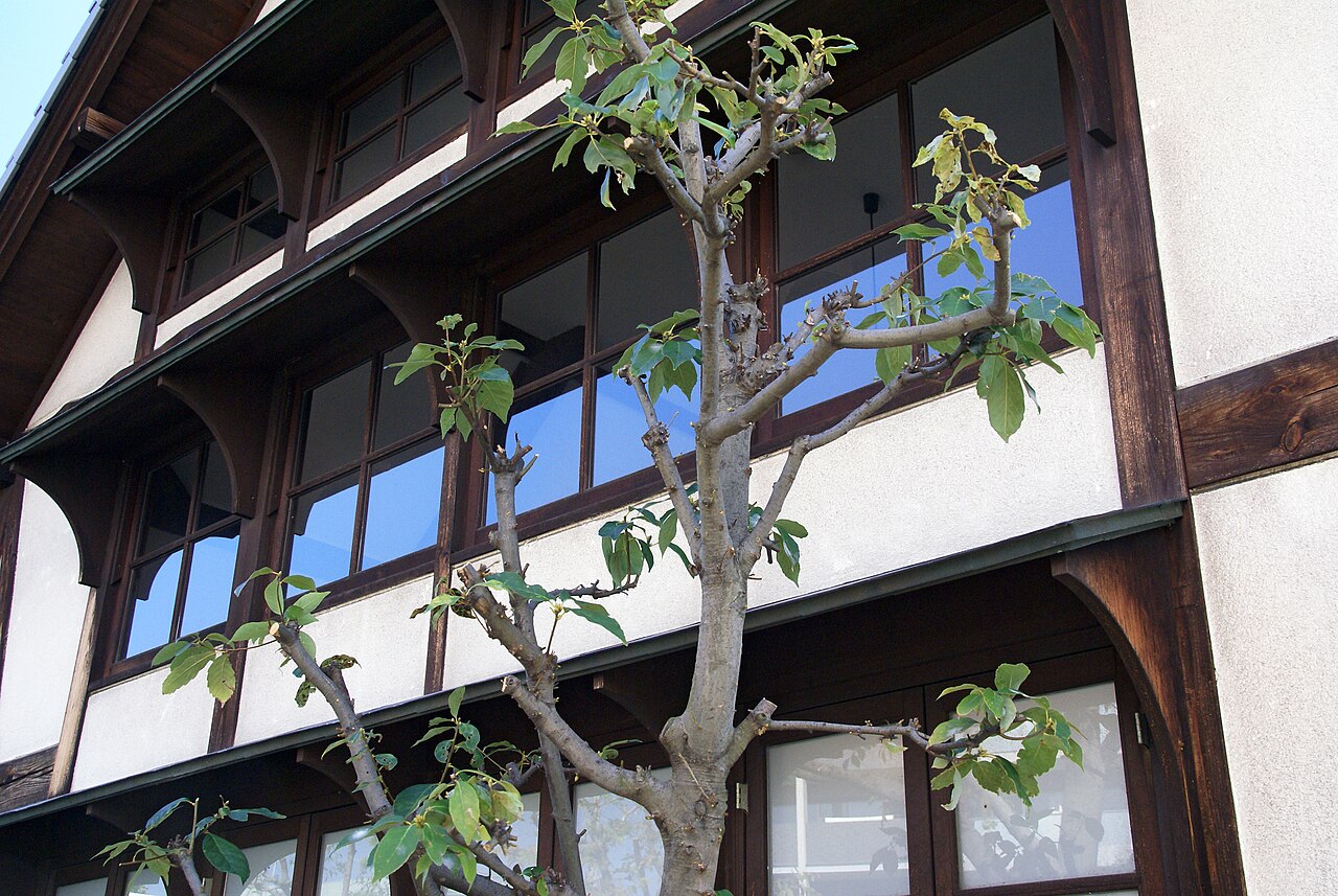 芦屋市立美術博物館の小出楢重アトリエ外壁
